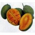 Ferry Handjojo/Fruit/Mangos/CV. Starindo Gemilang