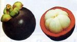 Mr. Ferry Handjojo/MANGOSTEEN (fresh fruit)/CV. Starindo Gemilang.